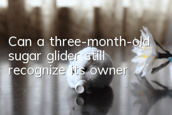 Can a three-month-old sugar glider still recognize its owner?