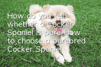 How do you tell whether a Cocker Spaniel is pure? How to choose a purebred Cocker Spaniel?
