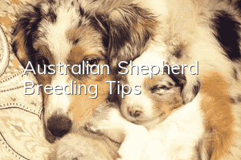 Australian Shepherd Breeding Tips