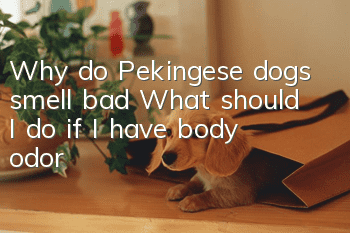 Why do Pekingese dogs smell bad? What should I do if I have body odor?