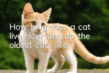 How long does a cat live? (How long do the oldest cats live?)