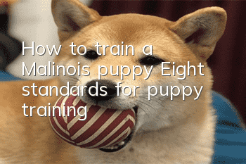 How to train a Malinois puppy? Eight standards for puppy training!