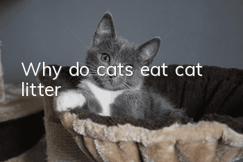 Why do cats eat cat litter?