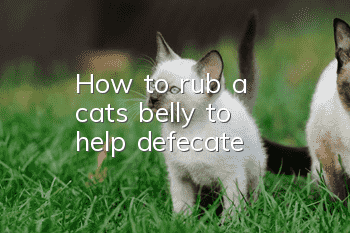 How to rub a cat's belly to help defecate?