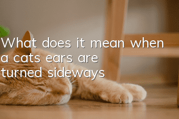 What does it mean when a cat's ears are turned sideways?