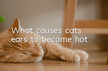 What causes cats’ ears to become hot?