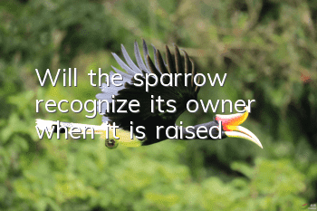 Will the sparrow recognize its owner when it is raised?