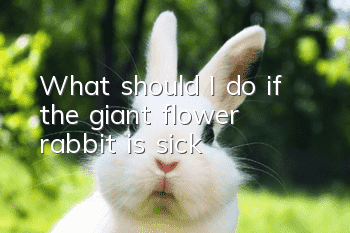 What should I do if the giant flower rabbit is sick?