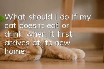 What should I do if my cat doesn’t eat or drink when it first arrives at its new home?