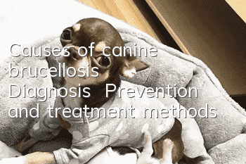 Causes of canine brucellosis | Diagnosis | Prevention and treatment methods