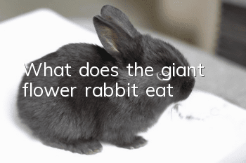 What does the giant flower rabbit eat?
