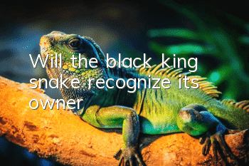 Will the black king snake recognize its owner?