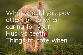 What should you pay attention to when caring for your Husky’s teeth? Things to note when caring for your Husky’s teeth!