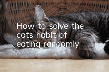 How to solve the cat's habit of eating randomly?