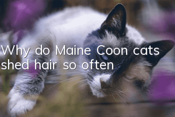 Why do Maine Coon cats shed hair so often?