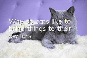 Why do cats like to bring things to their owners?