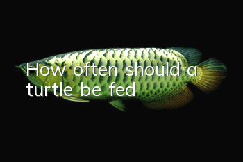 How often should a turtle be fed?
