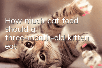 How much cat food should a three-month-old kitten eat?