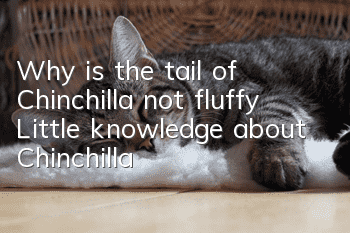 Why is the tail of Chinchilla not fluffy? Little knowledge about Chinchilla!