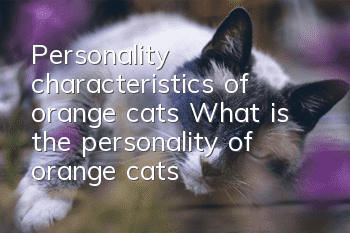 Personality characteristics of orange cats (What is the personality of orange cats)