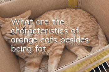What are the characteristics of orange cats besides being fat?