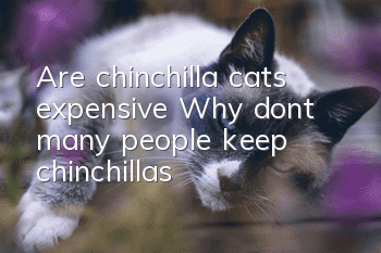 Are chinchilla cats expensive? Why don’t many people keep chinchillas?