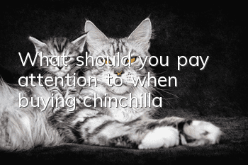 What should you pay attention to when buying chinchilla?