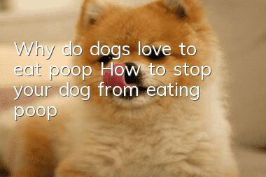 Why do dogs love to eat poop? How to stop your dog from eating poop?