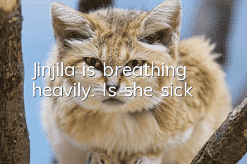 Jinjila is breathing heavily. Is she sick?