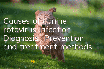 Causes of canine rotavirus infection | Diagnosis | Prevention and treatment methods