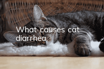 What causes cat diarrhea?