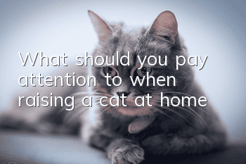 What should you pay attention to when raising a cat at home?
