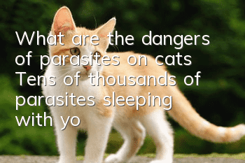 What are the dangers of parasites on cats? Tens of thousands of parasites sleeping with you?