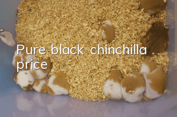 Pure black chinchilla price