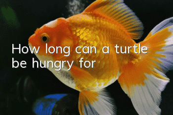 How long can a turtle be hungry for?