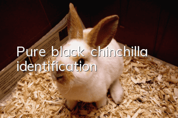 Pure black chinchilla identification