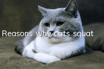 Reasons why cats squat